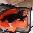 CORBIN IN HIS STROLLER