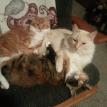 snuggle buddies