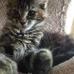 MIA - FORMERLY BRITTANY 8/28