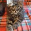 ALVIN